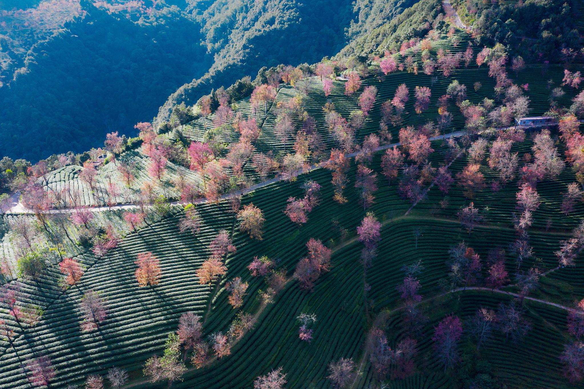 腾冲的樱花谷:一处隐藏在世外的美景 在中国的西南部,坐落着一个名叫
