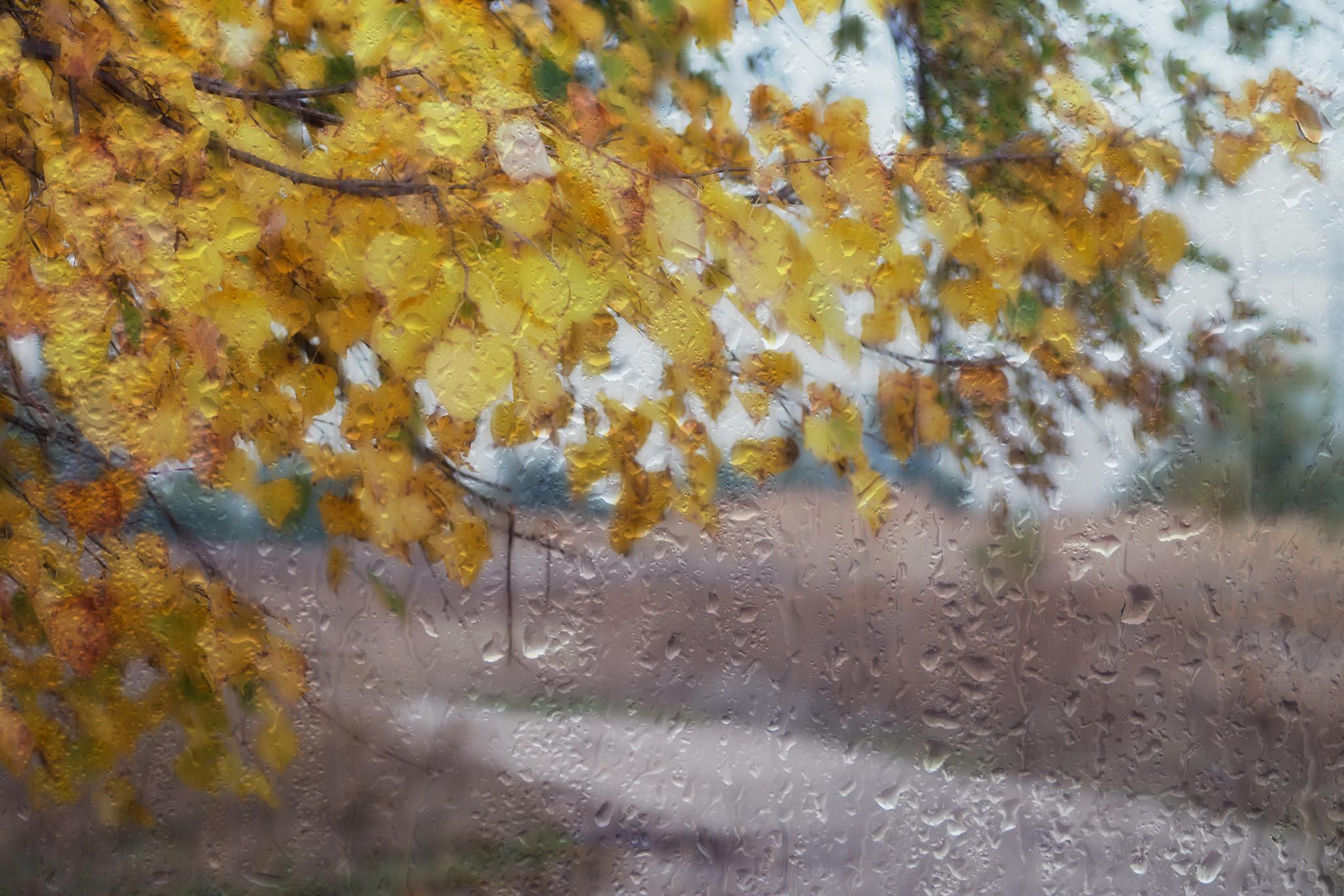 秋天的雨图片景色图片