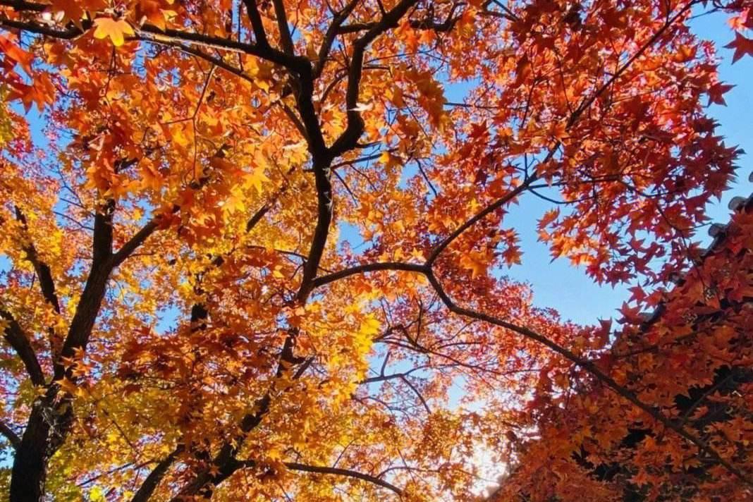 香山公园秋季红叶景观 在中国的秋天,红叶景观是一种特别美丽的景色