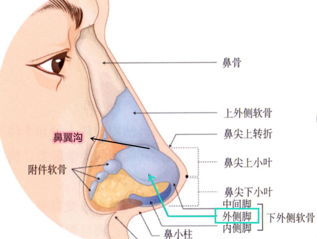 佘诗曼:鼻翼缘后缩问题 佘诗曼的演艺生涯丰富多彩,但她的鼻翼缘后缩