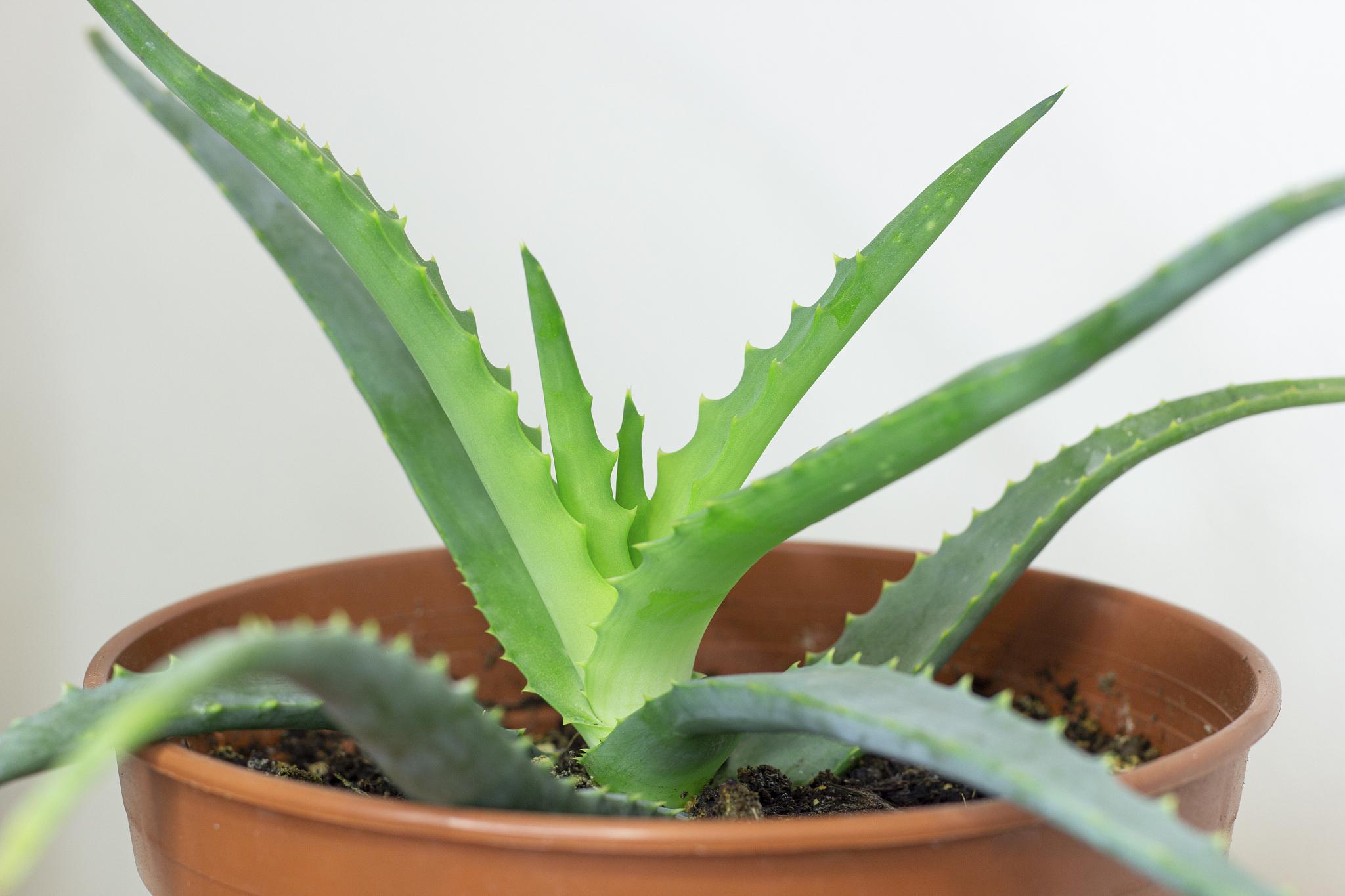 芦荟修剪方法及注意事项 芦荟作为一种常见的观赏植物,其独特的叶子