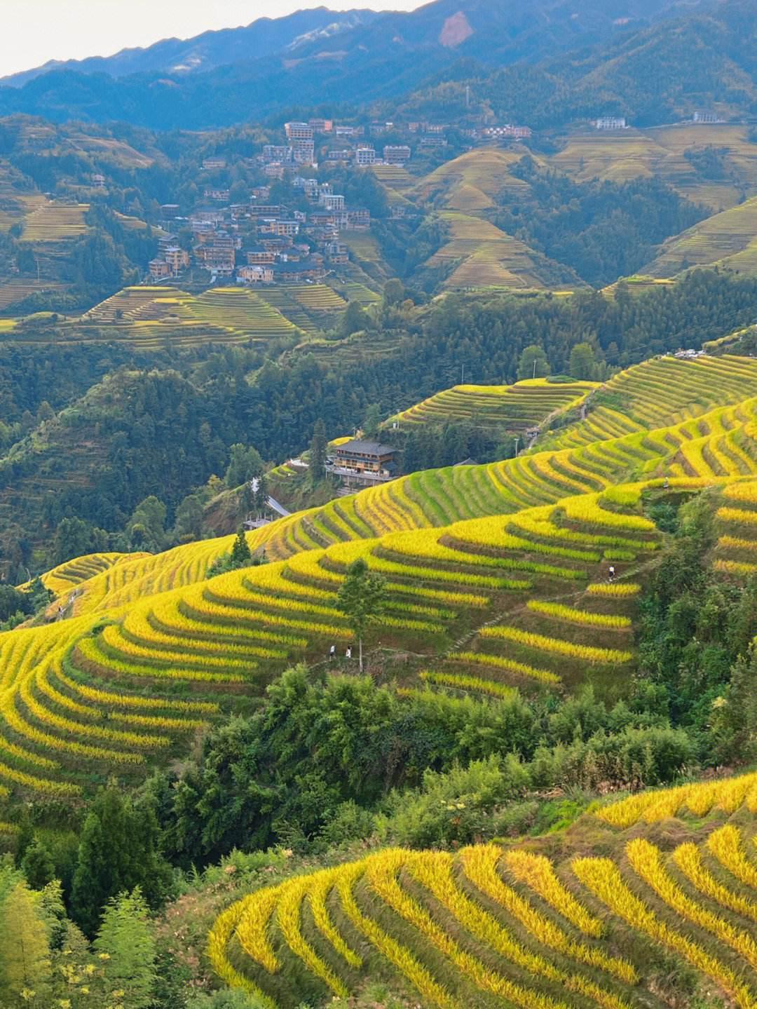 龙脊梯田旅游攻略 龙脊梯田位于广西壮族自治区的龙胜各族自治县,属于