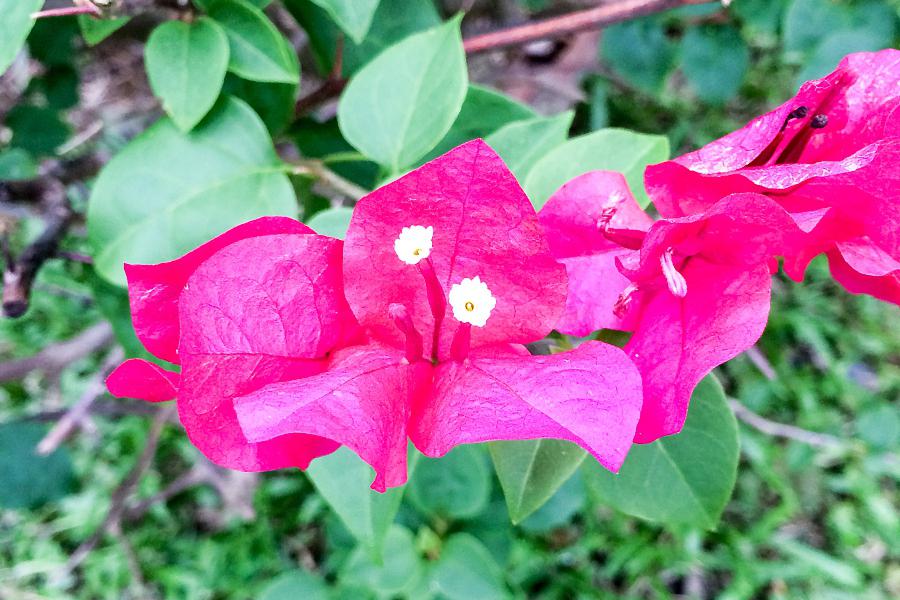 臭海棠花:室内栽培的璀璨明珠 在植物的花海中,臭海棠花以其独特的