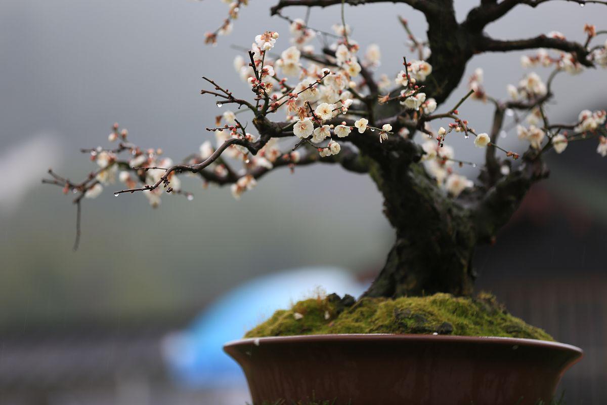 红梅老桩盆景的养护与培育 红梅老桩盆景是中国传统艺术中的精品之一