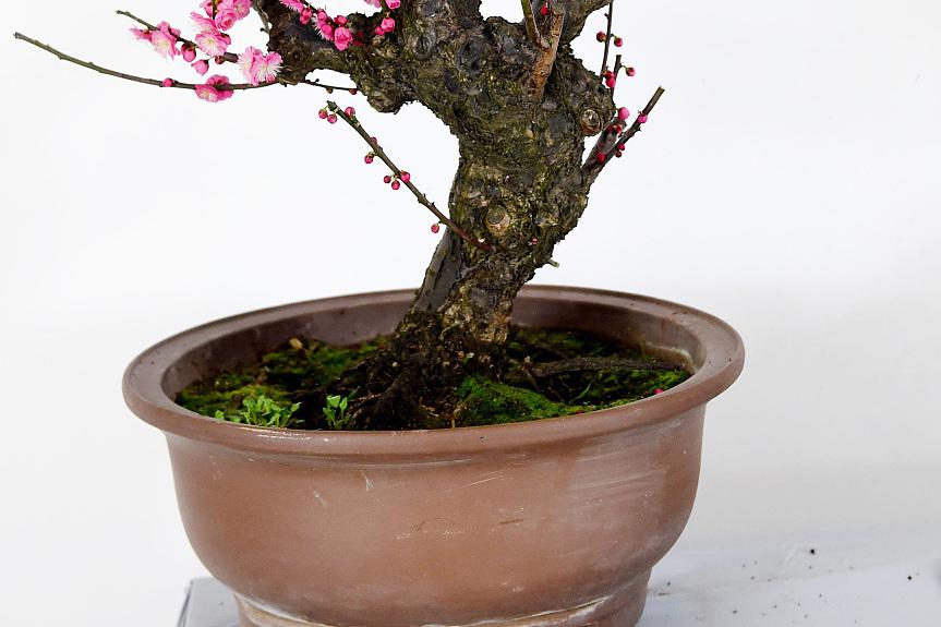 红梅老桩盆景的养护与培育 红梅老桩盆景是中国传统艺术中的精品之一