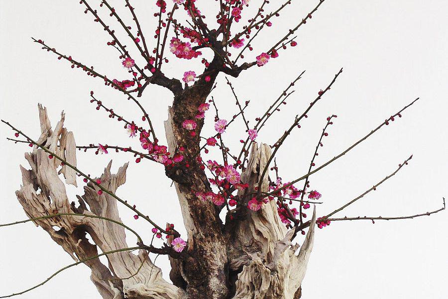 红梅老桩盆景的养护与培育 红梅老桩盆景是中国传统艺术中的精品之一