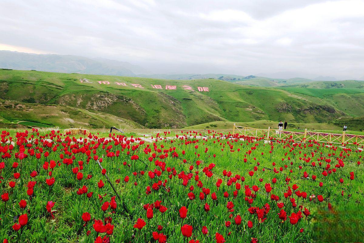 红原县花海景区,大自然的花园 红原县花海景区,坐落在中国西南部川西