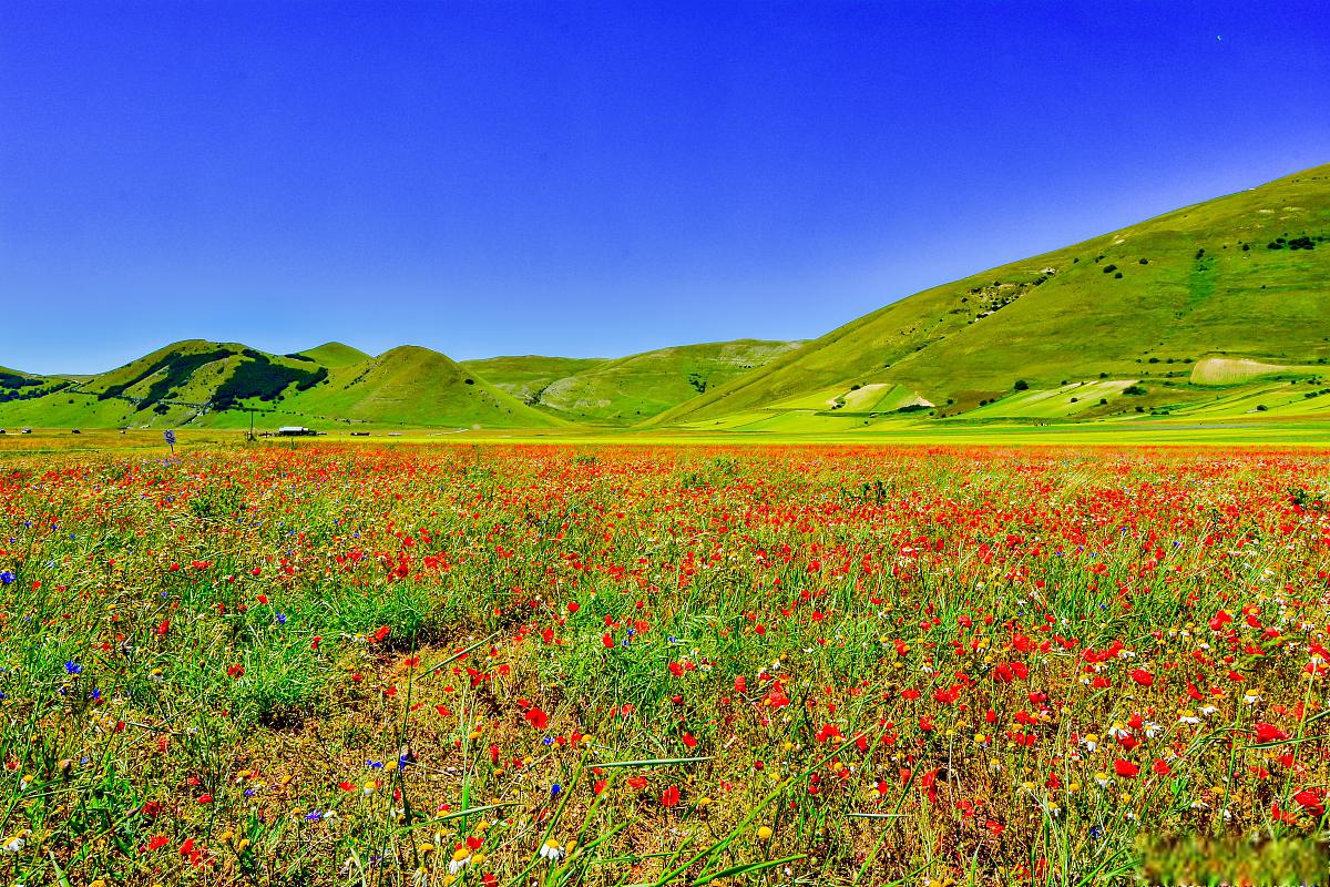 红原县花海景区,坐落在中国西南部川西高原,以其绚烂多彩的花海而蜚声