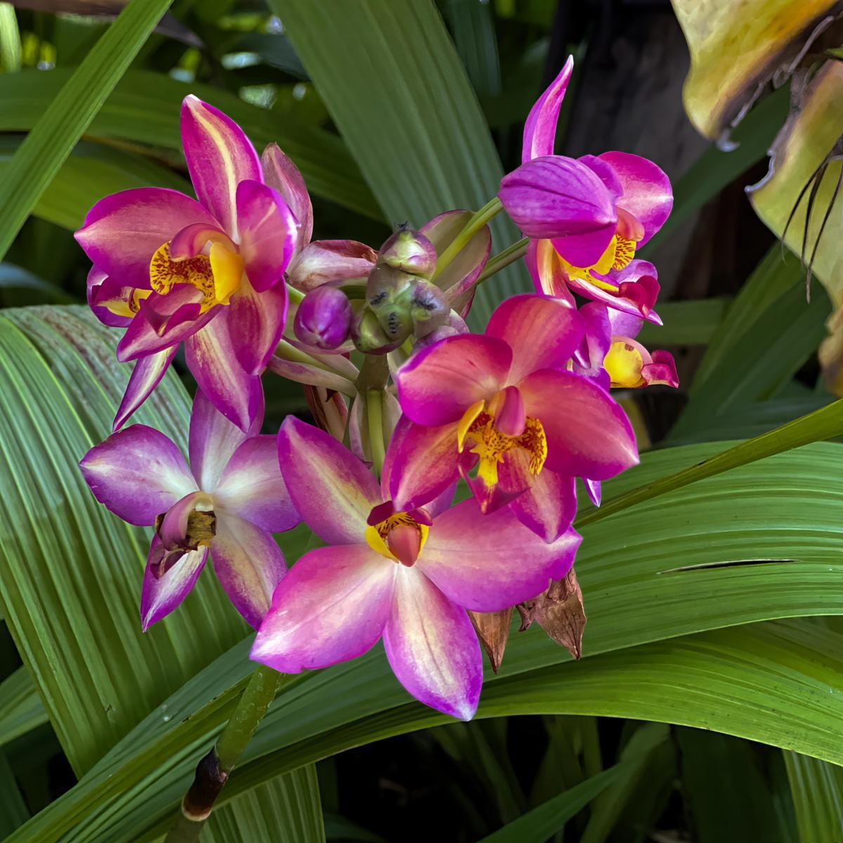 兰花烧叶尖的原因及解决方法 在花卉世界中,兰花以其高雅的姿态和淡雅