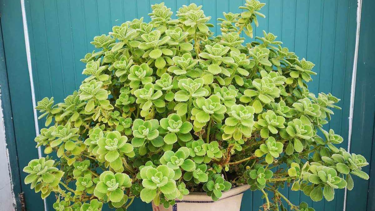 碰碰香的基本特征和养护方法 碰碰香是一种多年生草本植物,具有以下