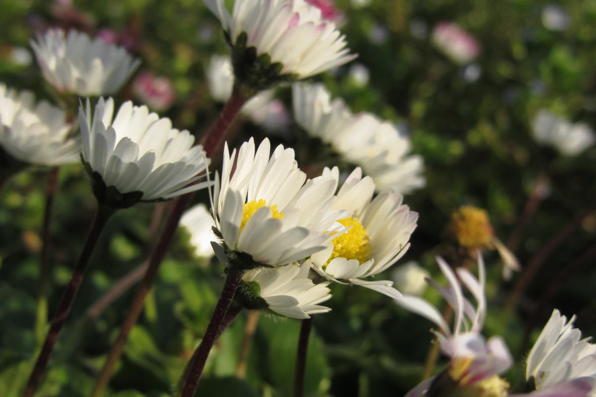 白凤菊的养殖方法和注意事项 白凤菊是一种比较耐养的植物,只要注意