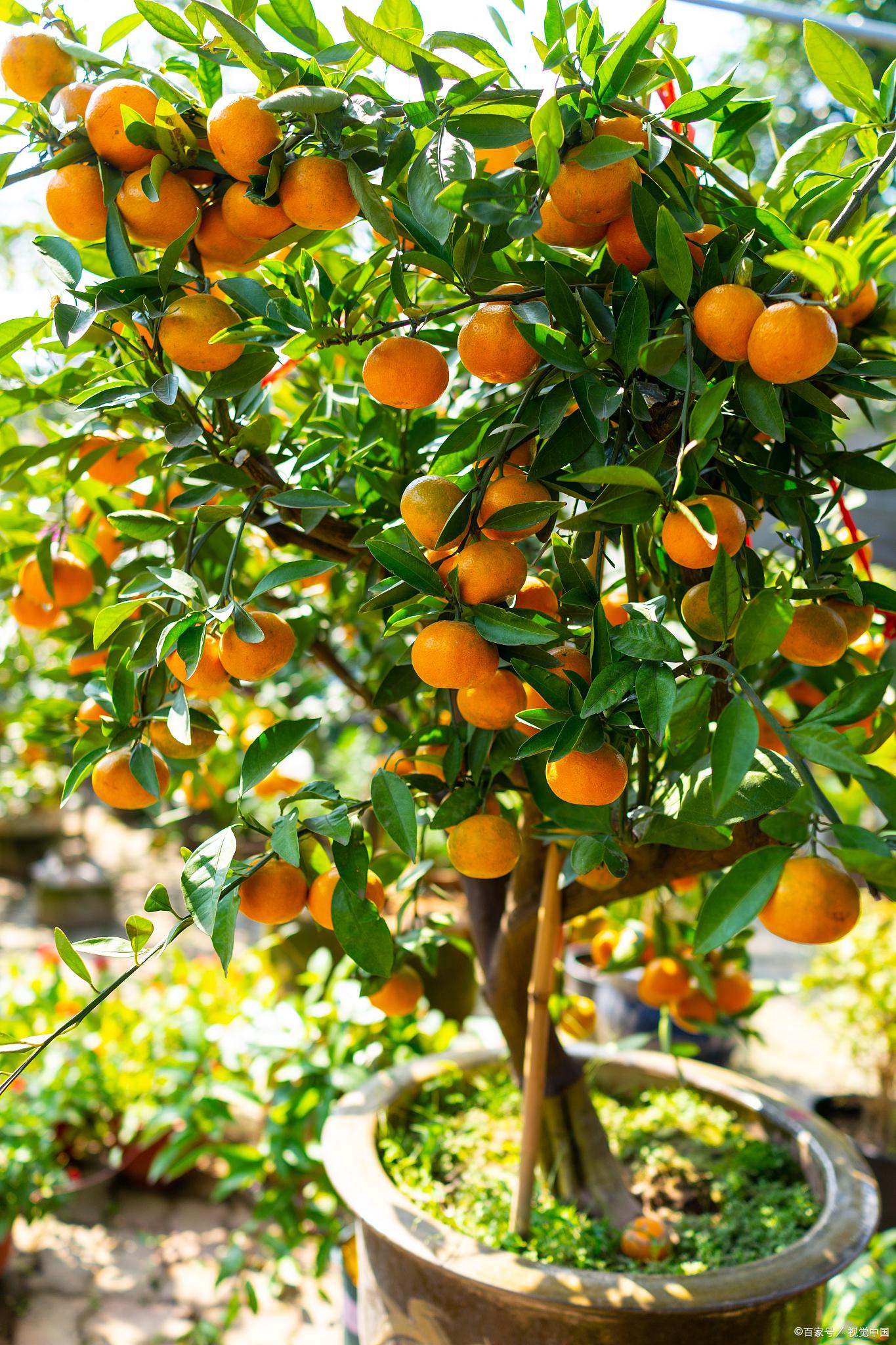 砂糖橘树种植环境图片