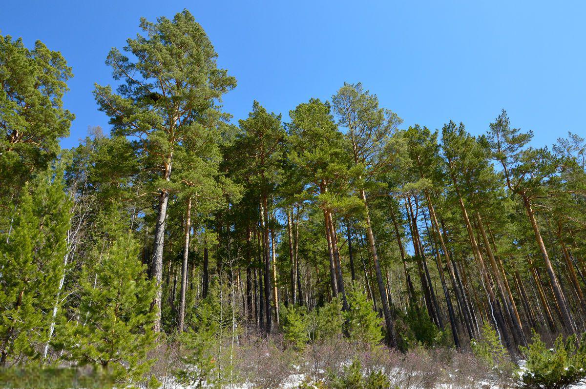 俄罗斯樟子松,室内装修的好选择 趁今天这气温,零下12度,为了应景,我