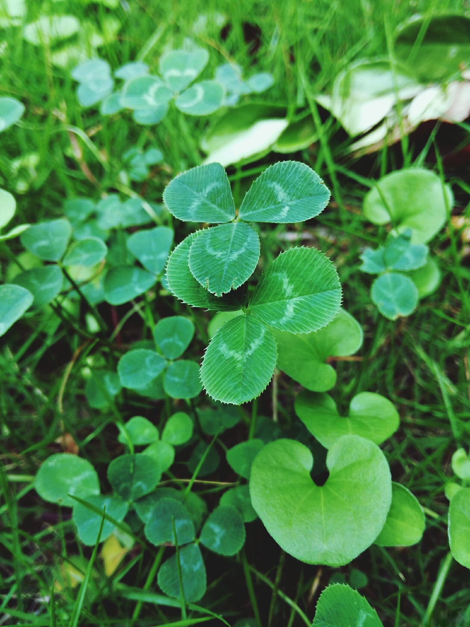 金钱草真实图片大全图片