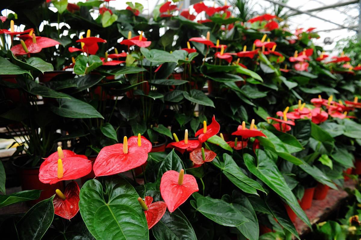 北方室内养绿植推荐 在北方的冬季,由于室外环境寒冷,许多植物无法在