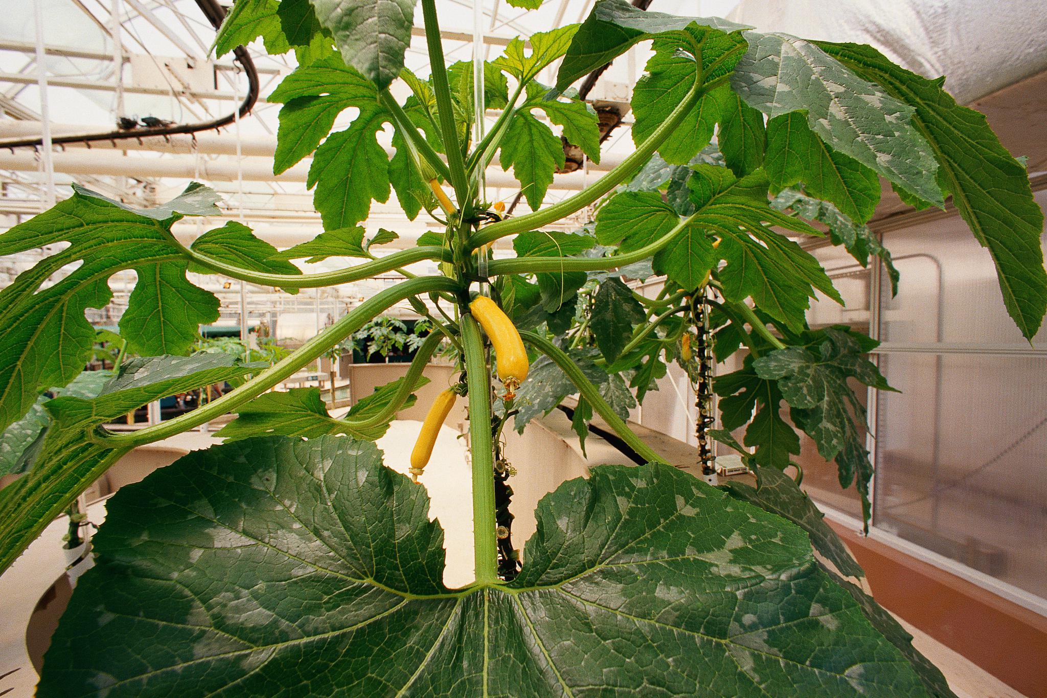 北方室内养绿植推荐 在北方的冬季,由于室外环境寒冷,许多植物无法在