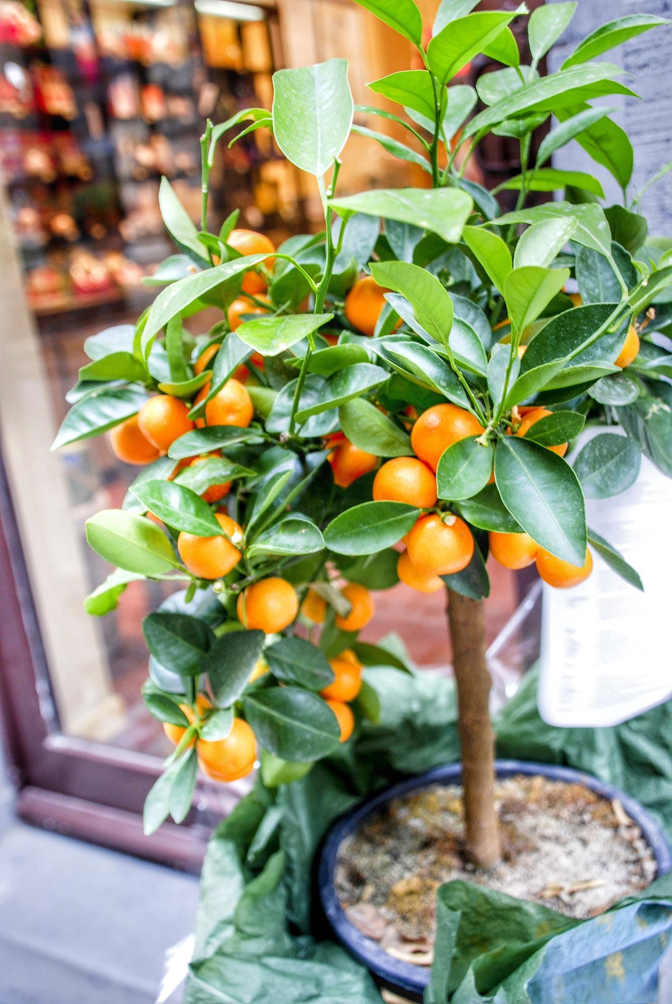 桔子树盆栽的养殖方法和注意.@数码生活探险家的动态