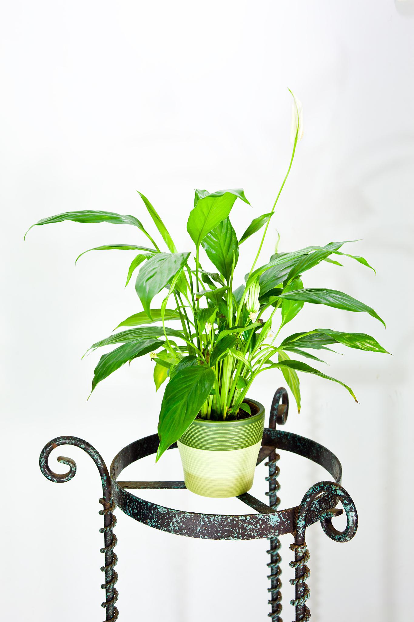 水培吊兰养殖指南 水培吊兰是一种常见且受欢迎的室内植物,其雅致的