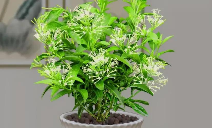 夜来香的修剪方法 夜来香是一种美丽的花卉,它以其迷人的芳香和独特的