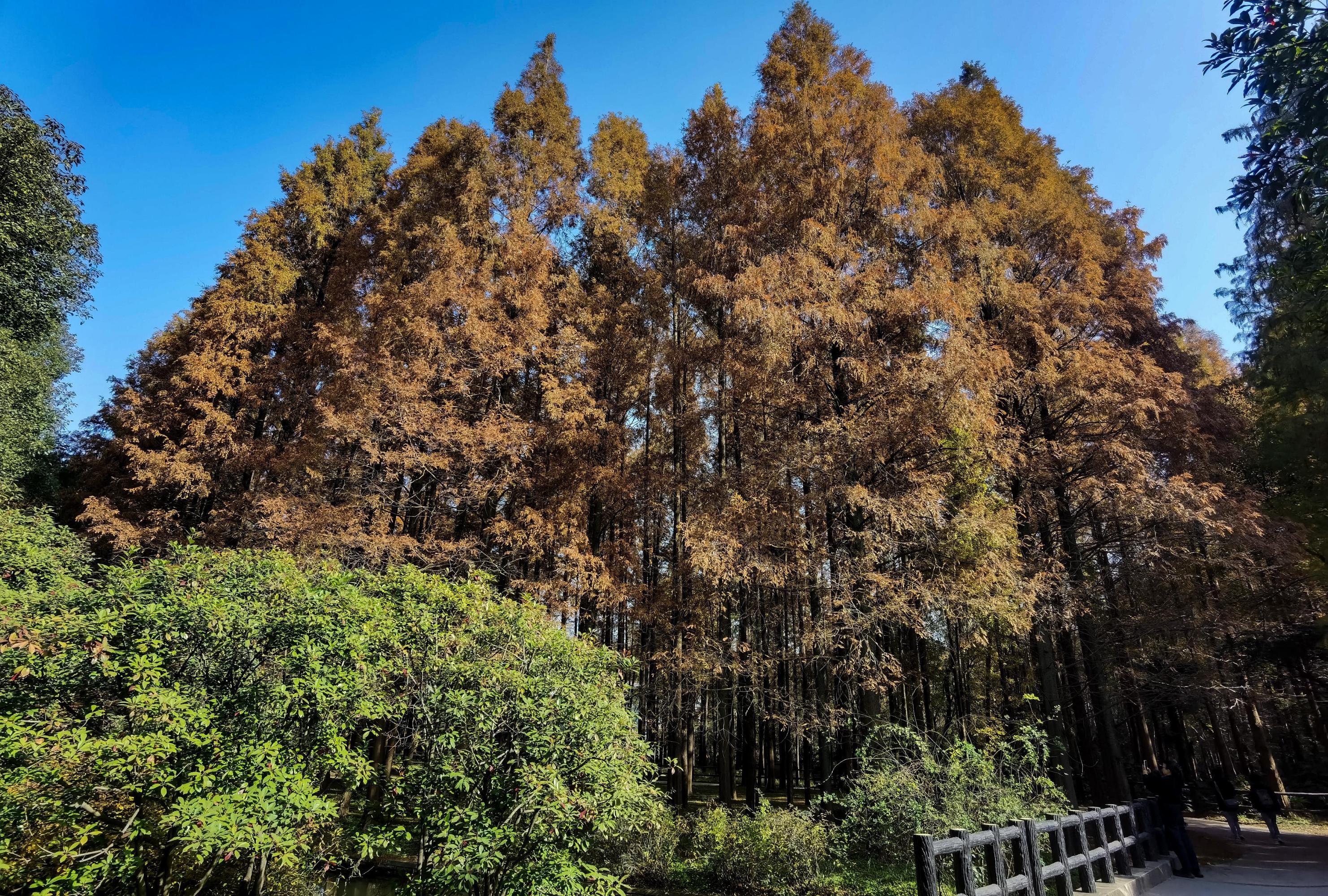 上海共青森林公园 上海共青森林公园,位于杨浦区的军工路上,东临