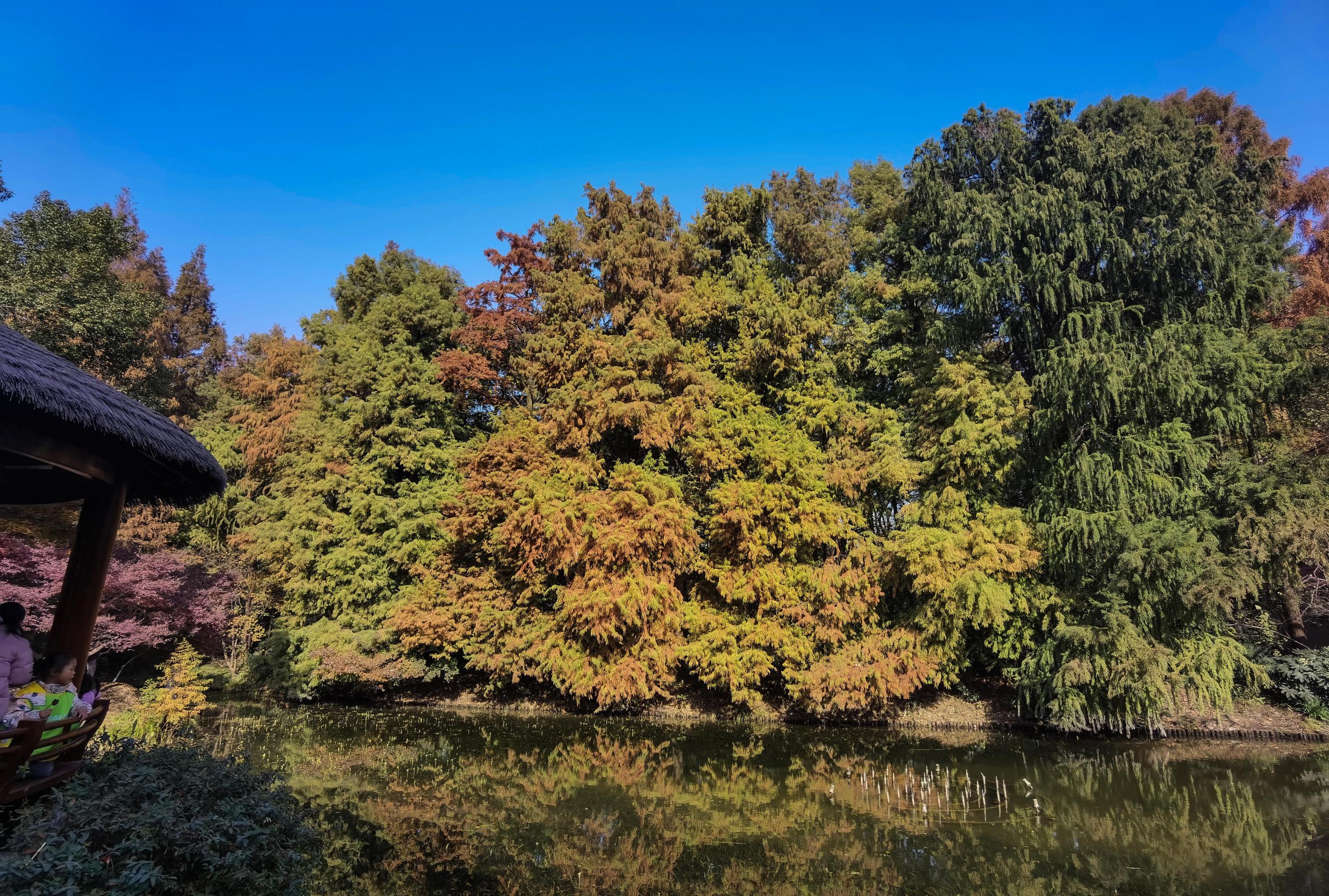 上海共青森林公园 上海共青森林公园,位于杨浦区的军工路上,东临