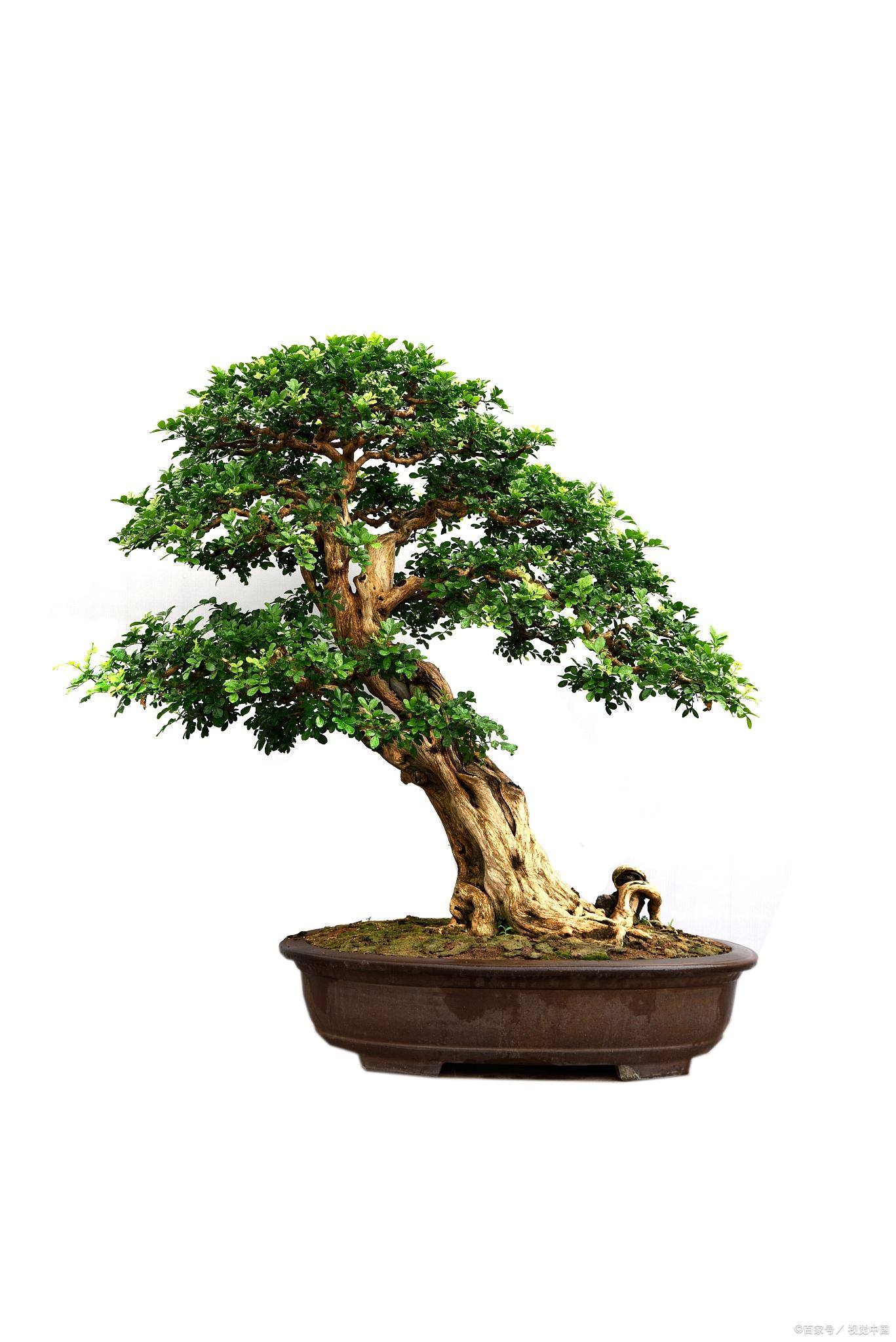 修剪艺术:打造独特造型的迎客松 迎客松,作为园林中常见的盆景树种,因