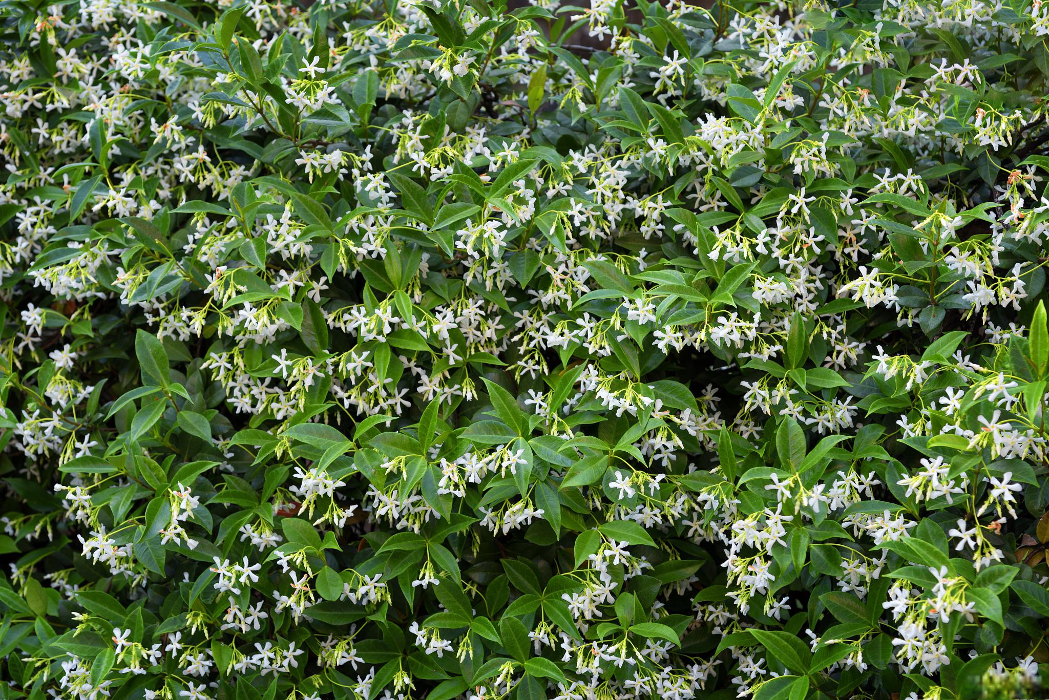 如何在家中种植千里香 在繁华的城市生活中,我们常常被各种化学香味所