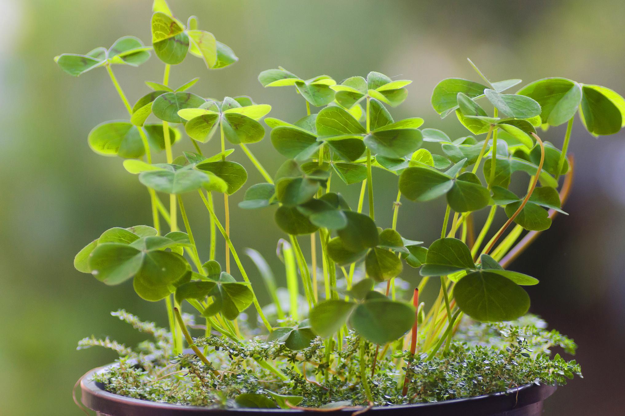 作为一种富有象征意义的室内观叶植物,以其小巧玲珑的外观和极易栽培