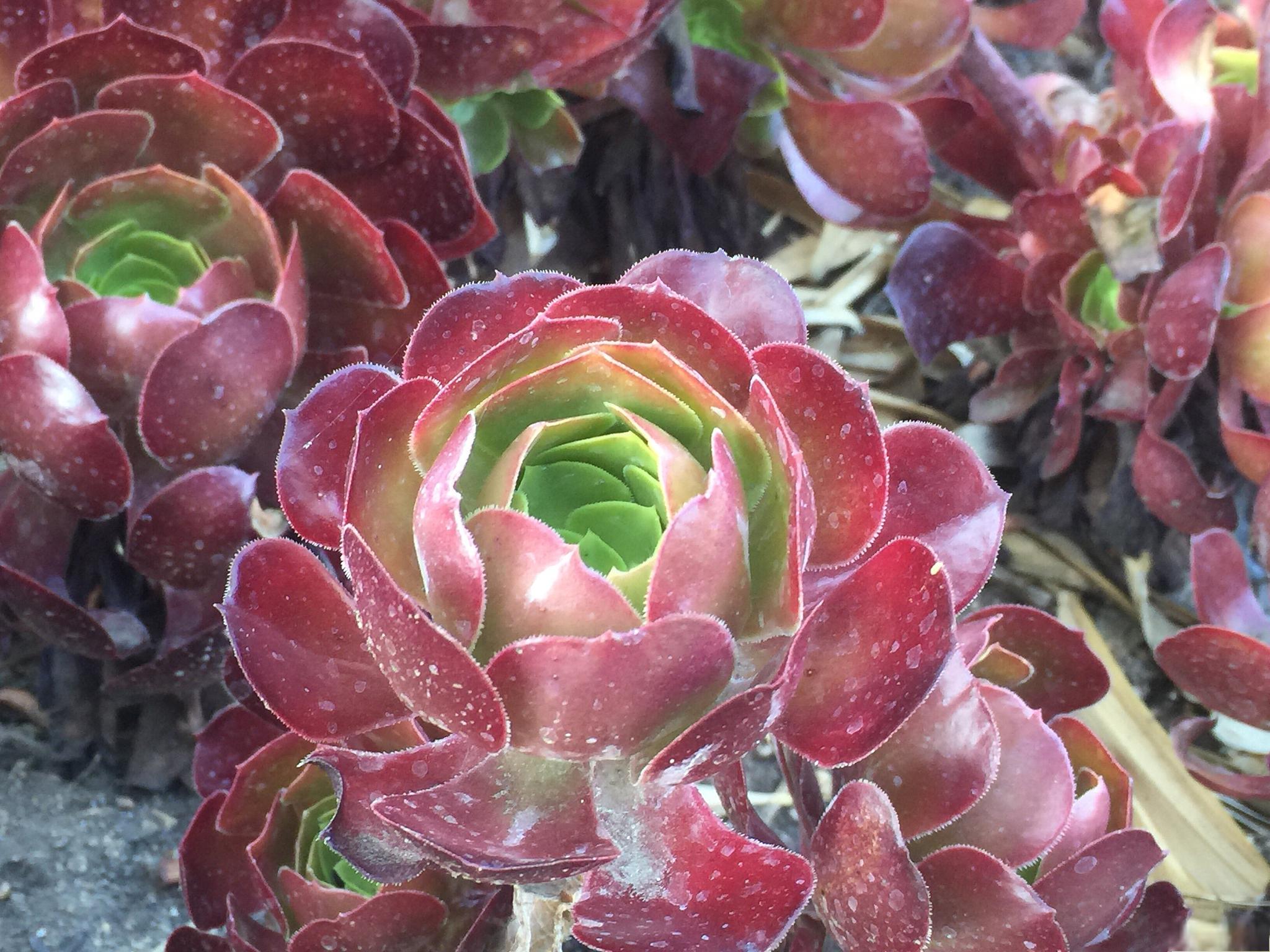 粉女巫多肉养护指南 粉女巫是一种多肉植物,因其叶片呈现出美丽的粉红