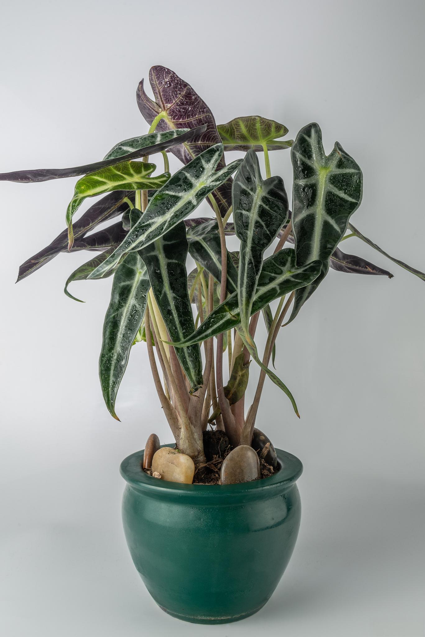 小仙女盆栽的养殖方法 小仙女盆栽是一种非常受欢迎的室内观赏植物,以