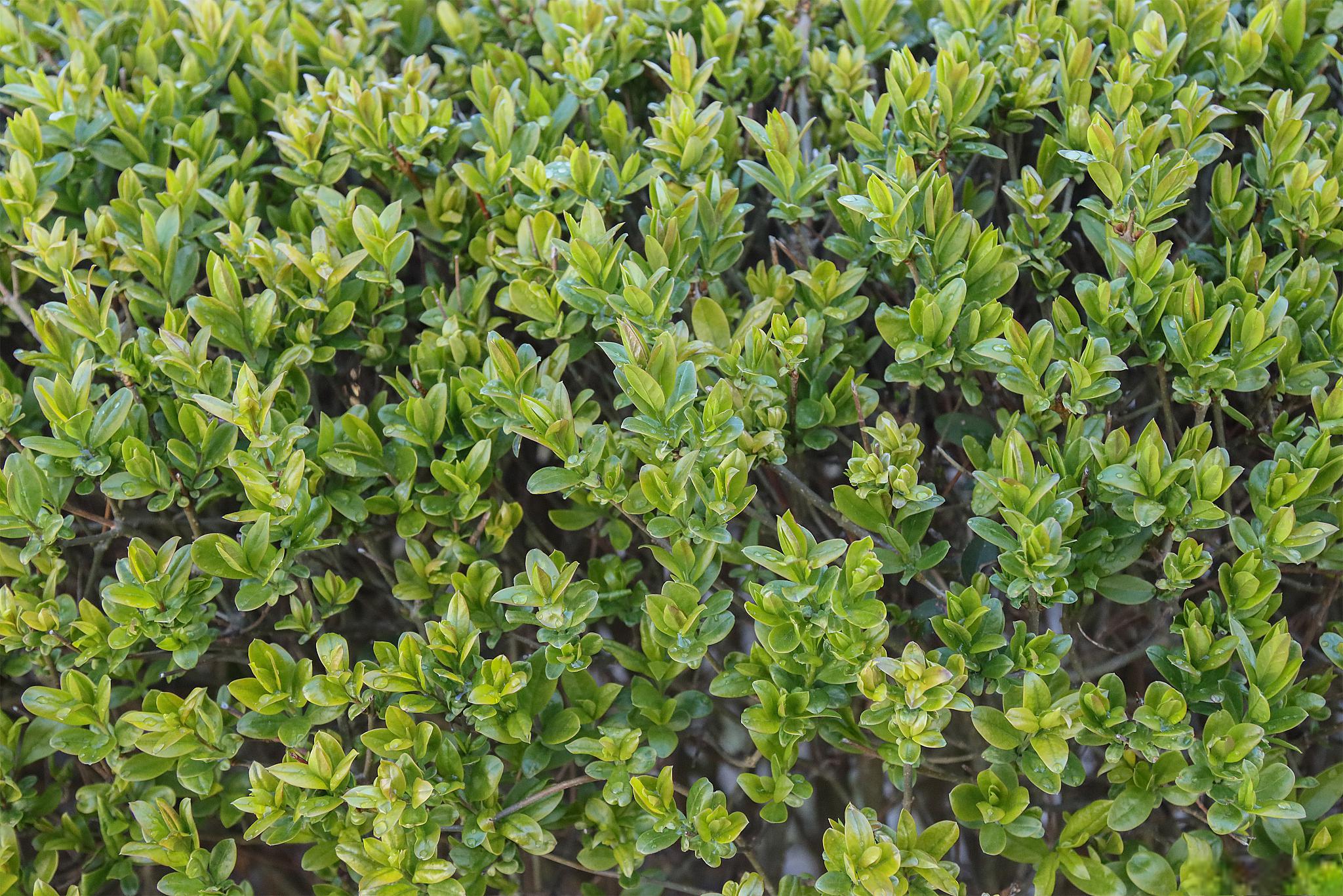 冬青养护指南 冬青是一种常见的观叶植物,其优雅的叶片和耐寒的特性使