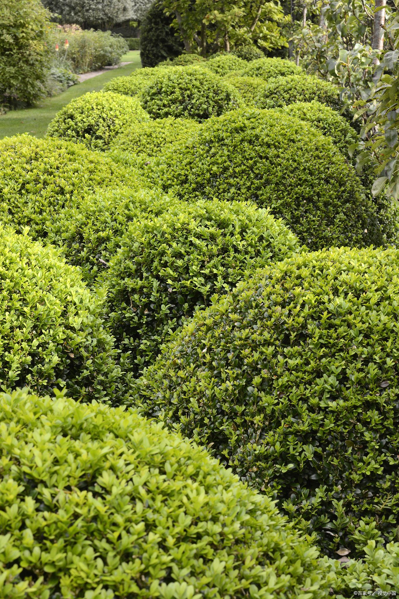 冬青养护指南 冬青是一种常见的观叶植物,其优雅的叶片和耐寒的特性使