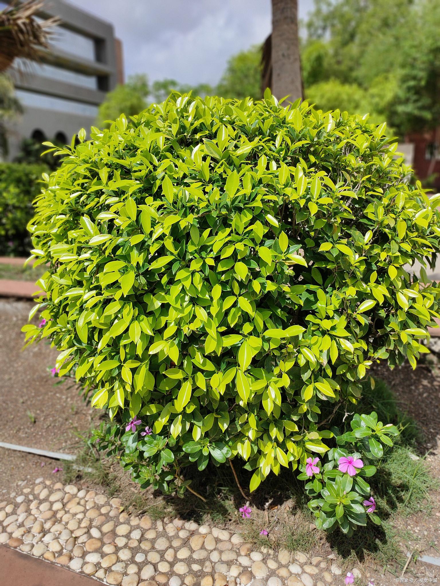 冬青养护指南 冬青是一种常见的观叶植物,其优雅的叶片和耐寒的特性使