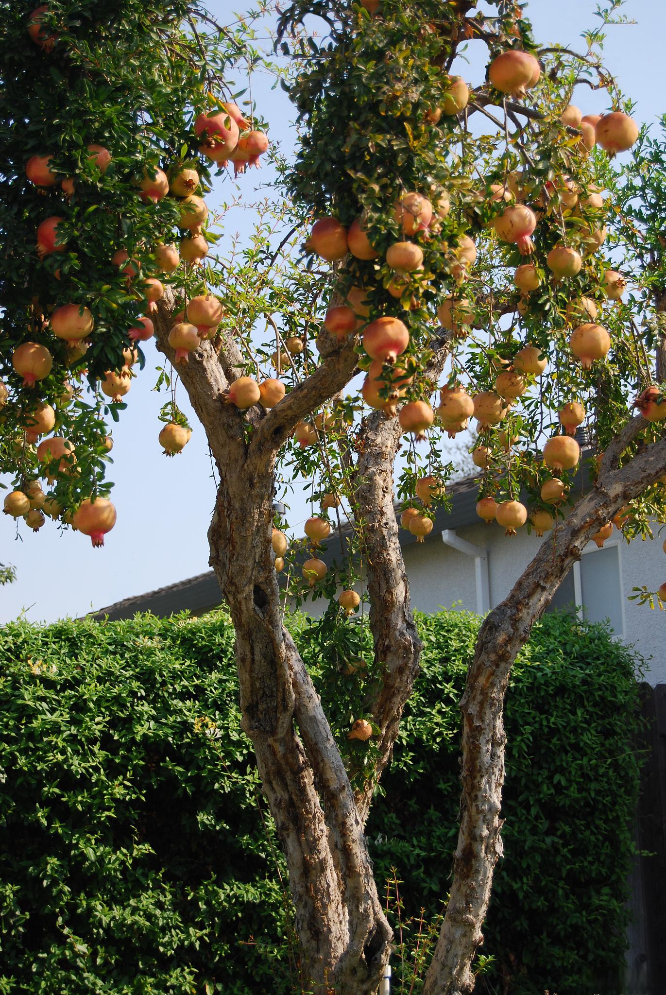 石榴树剪枝技巧 石榴树的剪枝可以帮助促进植株的生长和形成良好的