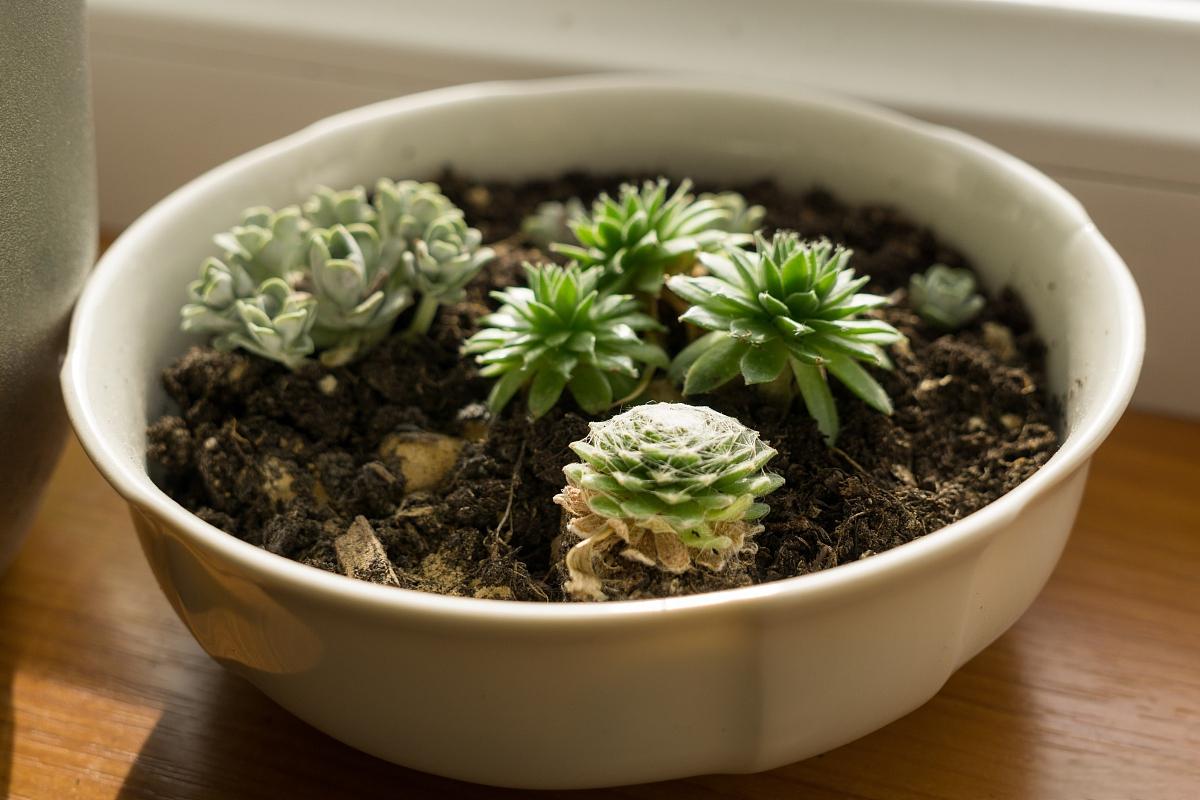 多肉植物叶插法详解 叶插法是一种无性繁殖的方式,也就是说,不需要
