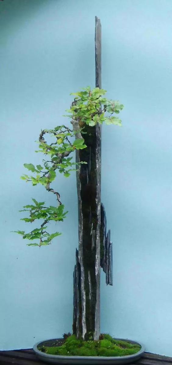 附石盆景的分类 附石盆景,也称为石盆景,它是将树木,山石巧妙地结合为