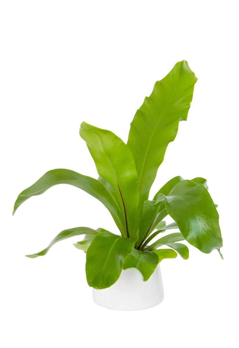 宽叶不死鸟养护指南 宽叶不死鸟,又称鸟巢蕨,是一种常见的观赏植物,其