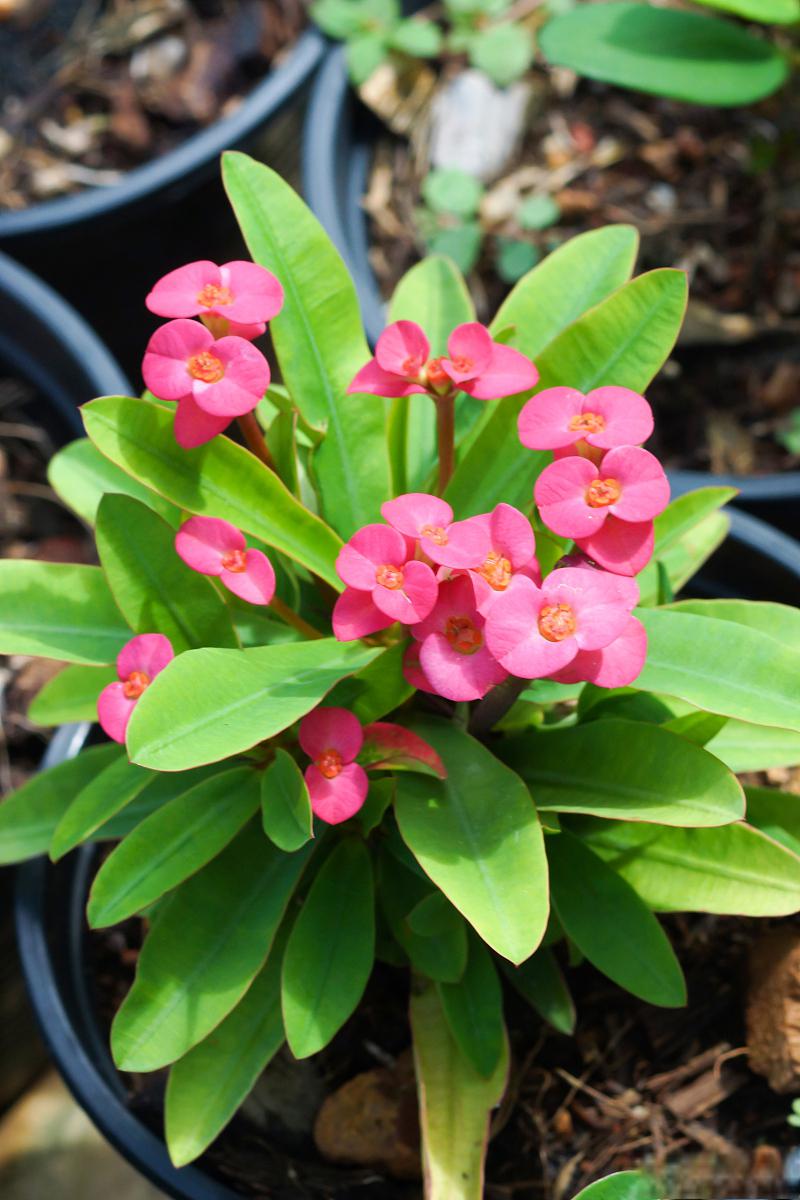 老来俏是一种非常受欢迎的植物,其养殖方法和注意事项如下 97土壤