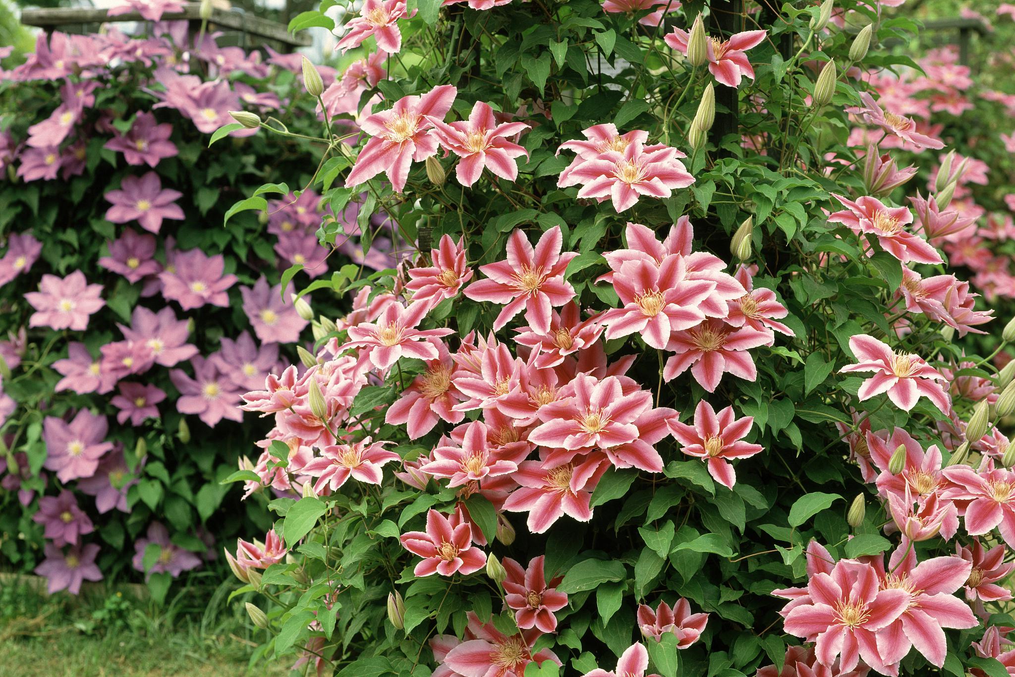 老来俏是一种非常受欢迎的植物,其养殖方法和注意事项如下 97土壤