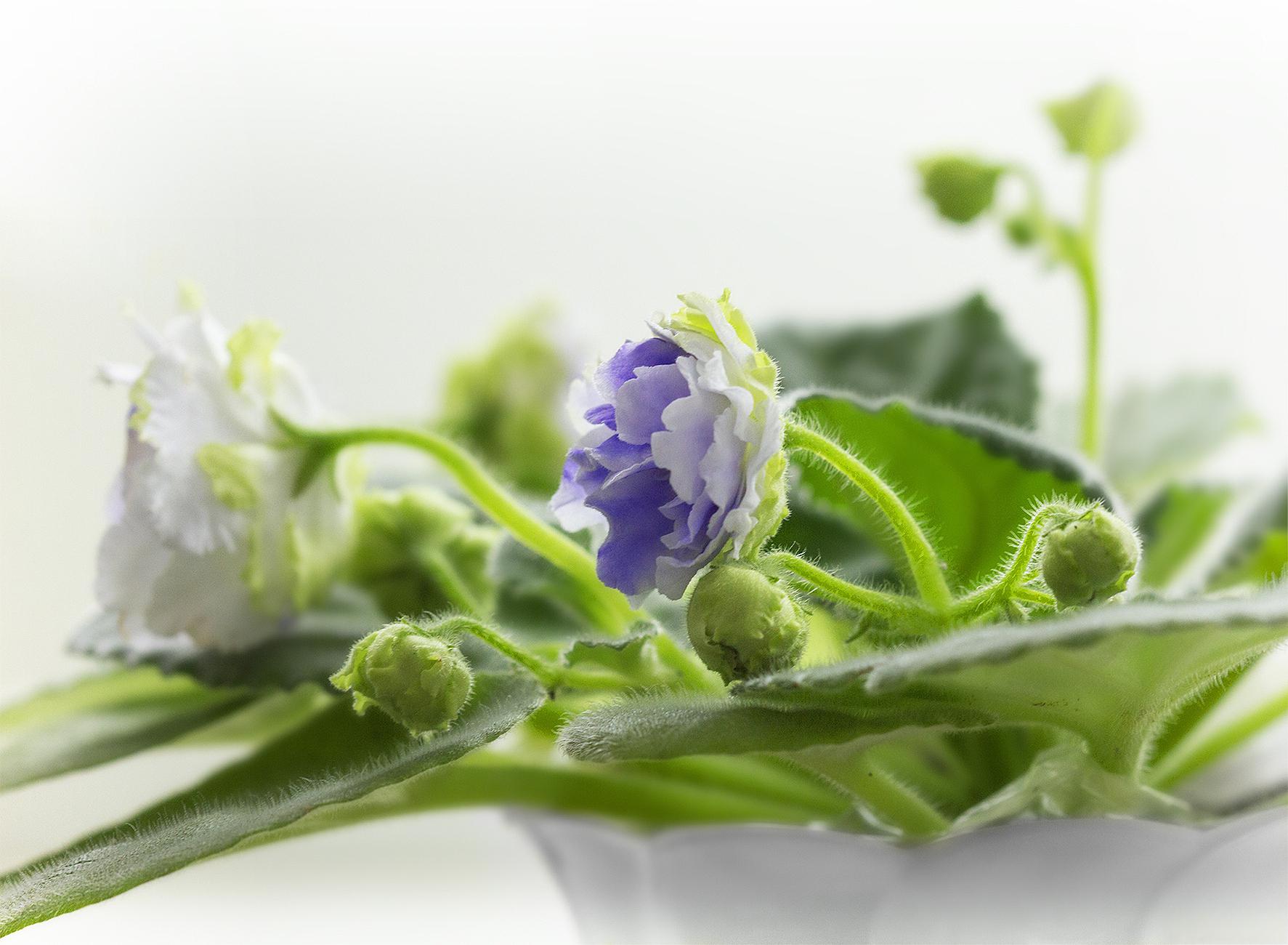 食用千里香花种植图片图片