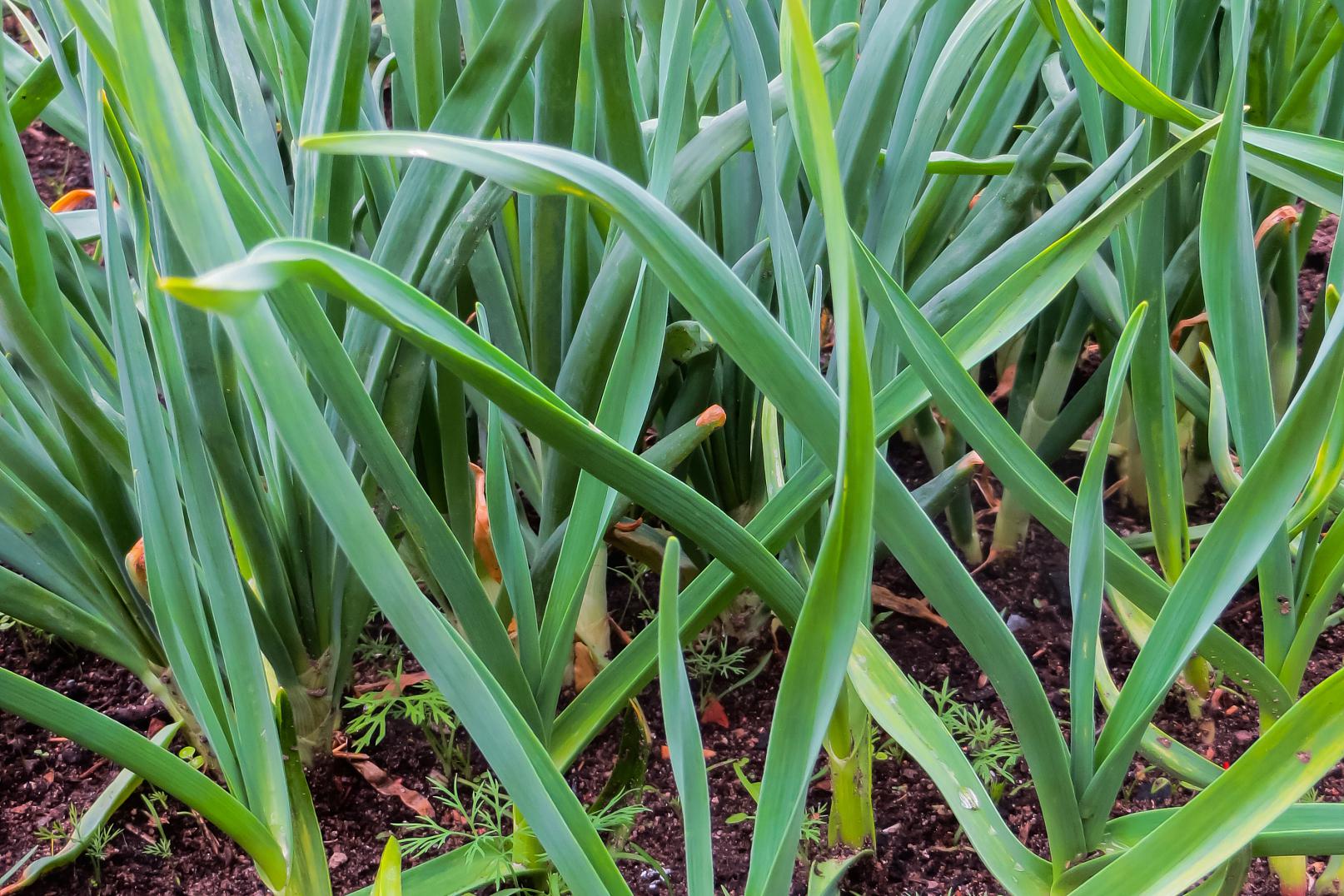 盆栽韭菜叶子发黄枯萎的处理方法 盆栽韭菜叶子发黄枯萎可能是由于