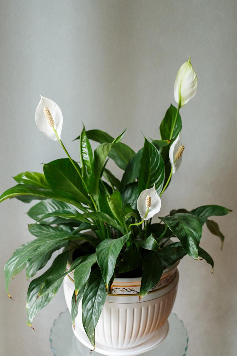 白掌红掌:优雅多姿的观叶植物 白掌和红掌是常见的观叶植物,因其优美