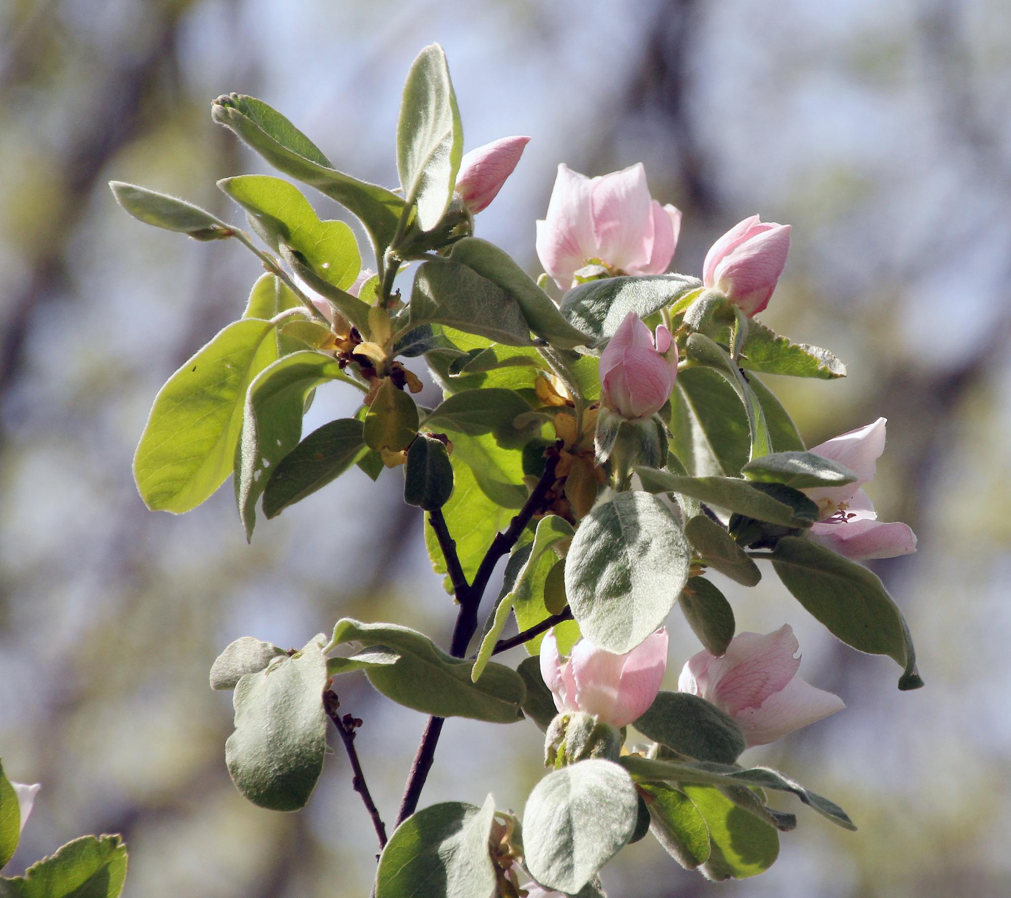 小叶垂丝海棠养护指南 小叶垂丝海棠是一种美丽的花卉,要想让它更好地