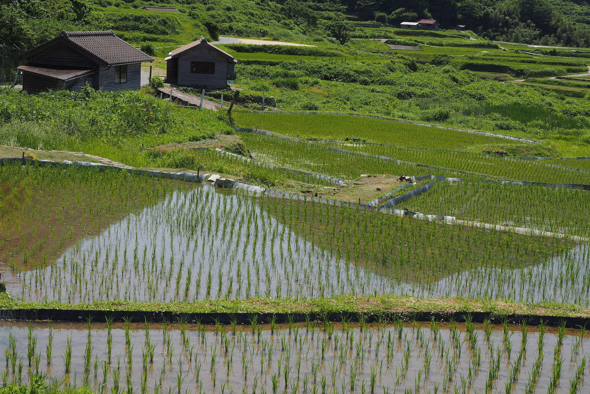 日本农业的精细化发展:质量与技术的双重胜利 日本农业以精细化管理