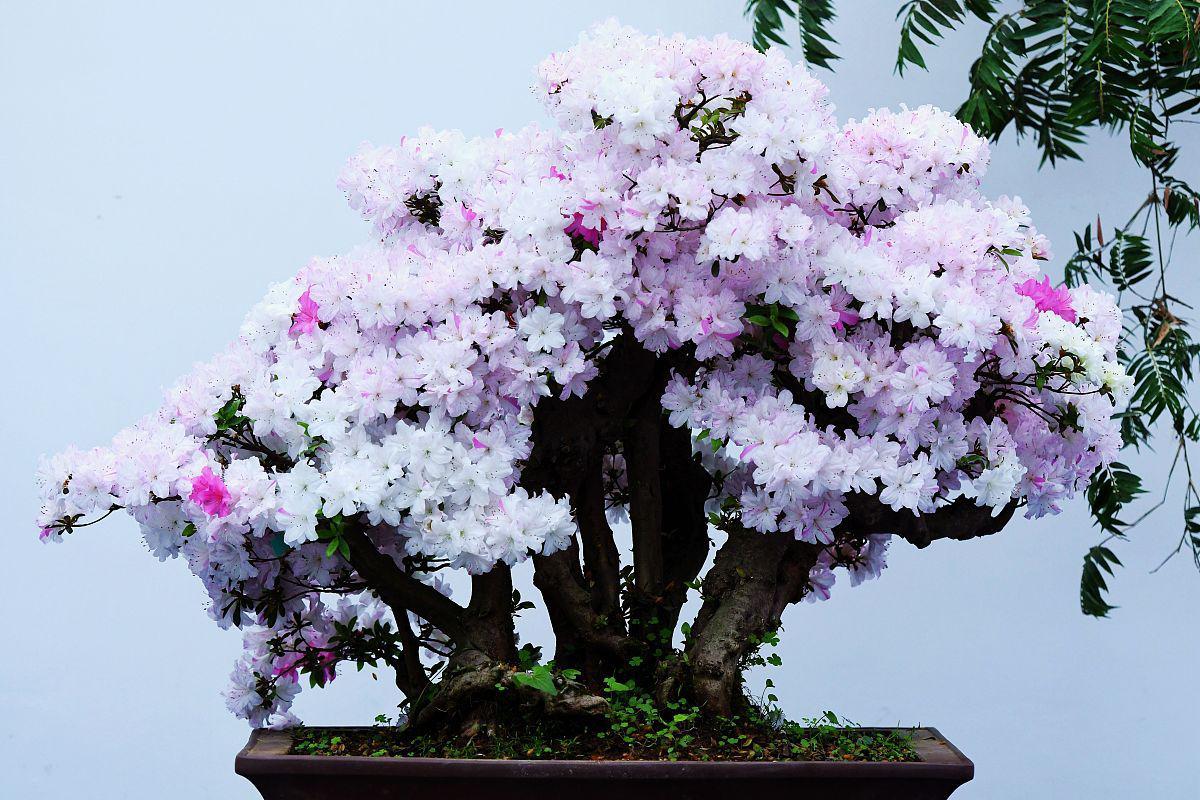 紫薇花盆栽的养护要点 紫薇花是一种常见的观赏植物,它的花朵色彩鲜艳