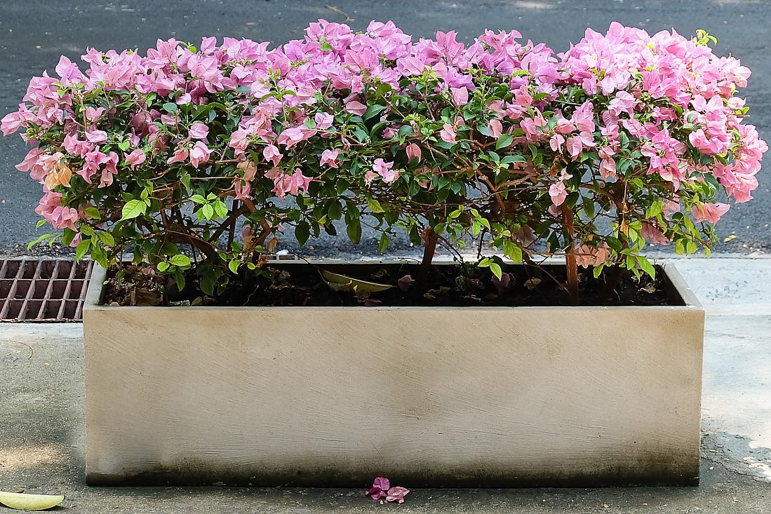 紫薇花盆栽的养护要点 紫薇花是一种常见的观赏植物,它的花朵色彩鲜艳