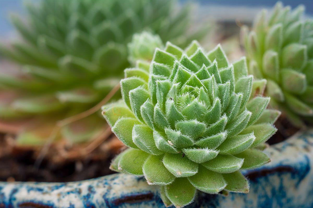 多肉植物系列之一:淡雪的养殖与照料 多肉植物是如今室内外广受欢迎的