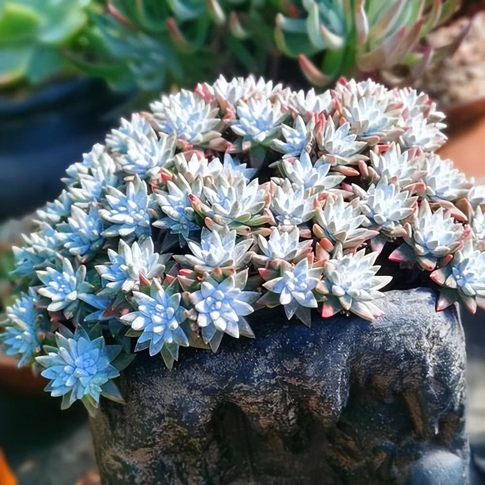 说到多肉植物,大家应该都是很熟悉的,多肉的品种丰富,观赏价值极高,不