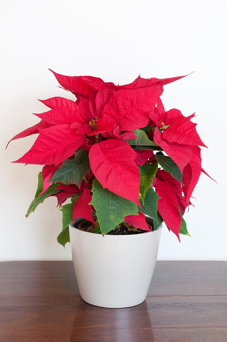 水培吉利红养护指南 水培吉利红是一种非常受欢迎的室内植物,其美丽的