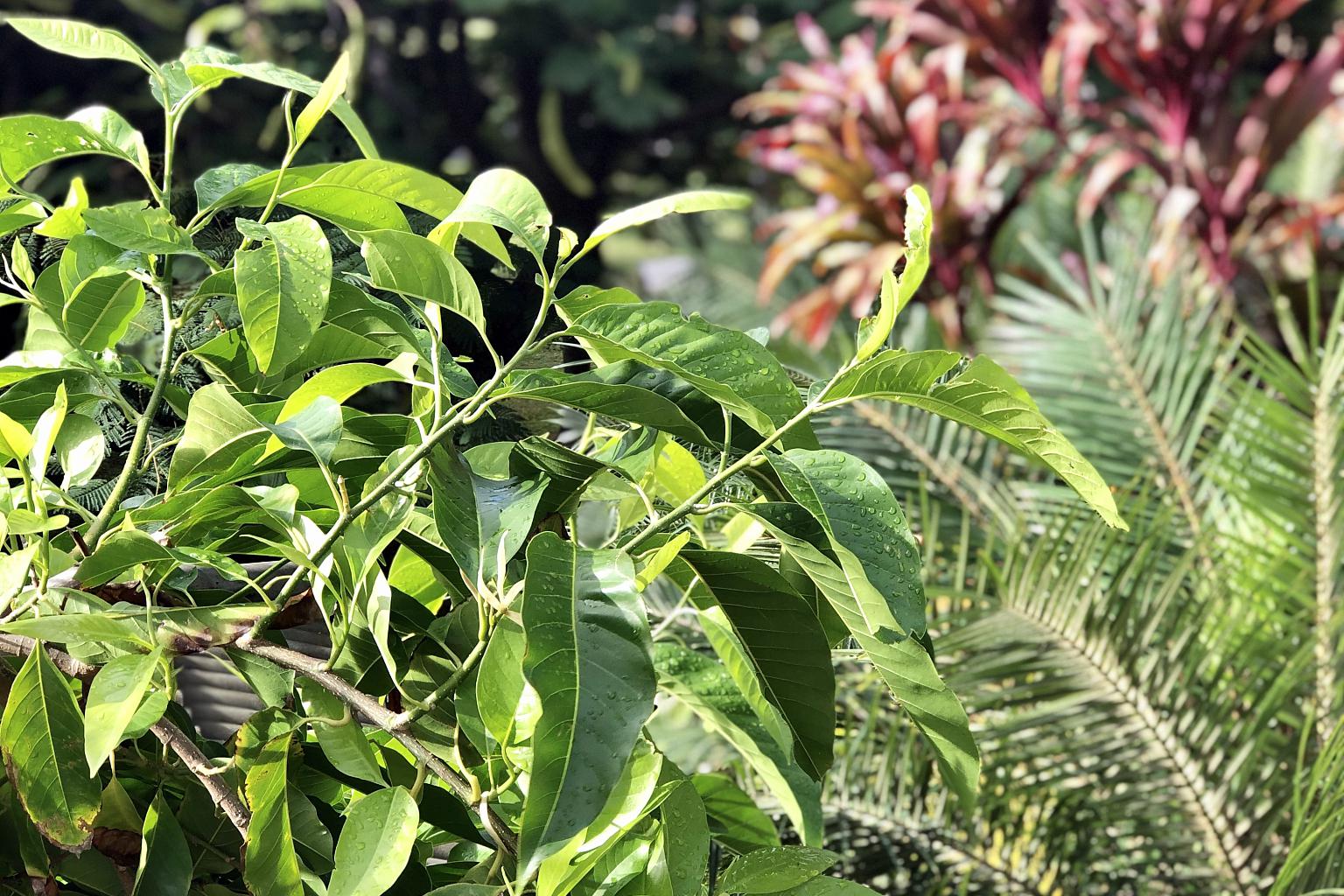 香椿移栽:智慧选择与正确操作 香椿树作为一种常见的植物,移栽时确保